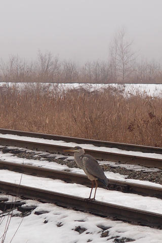 Great blue heron in winter #2
