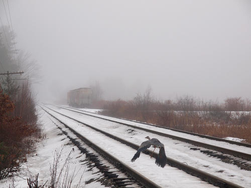 Great blue heron in winter #3