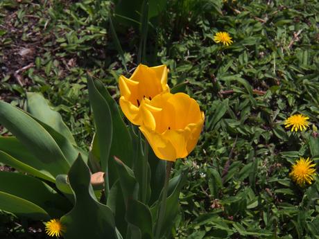 Yellow tulips
