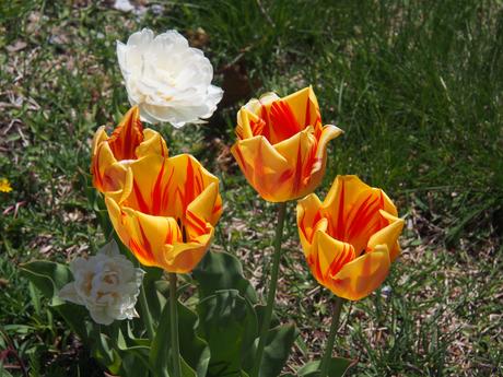 Red and yellow tulips