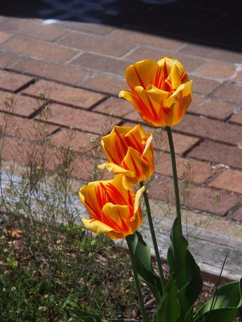 Red and yellow tulips #2