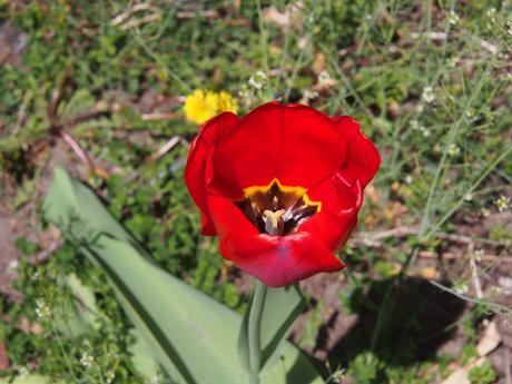 Red tulip