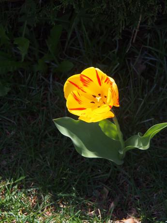 Yellow and red tulip
