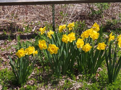 Yellow daffodils #3