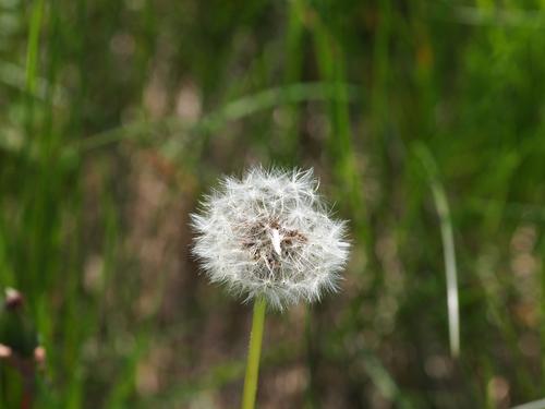Dandelion