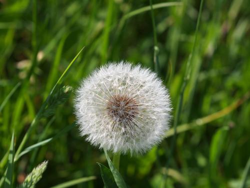 Dandelion #4