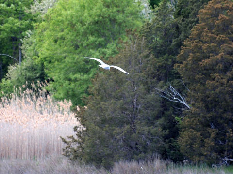 Gull at Woodman's #2