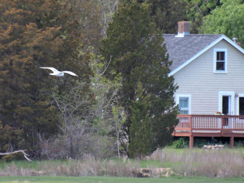 Gull at Woodman's #3