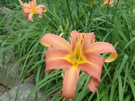 Day Lily