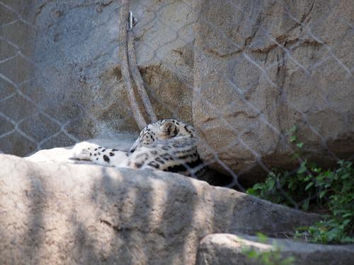 Snow leopard