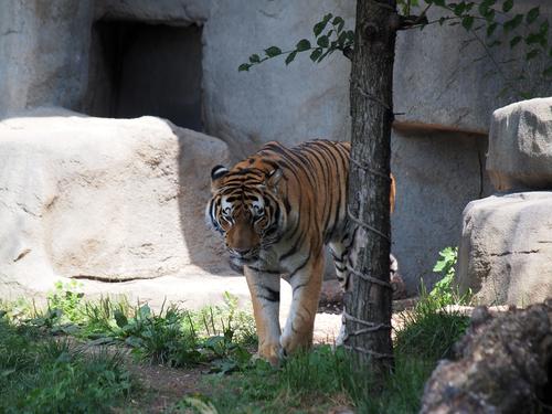 Amur tiger