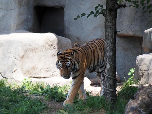 Amur tiger #2