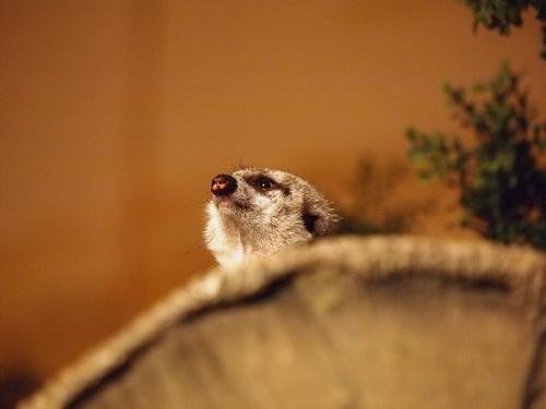 Meerkat