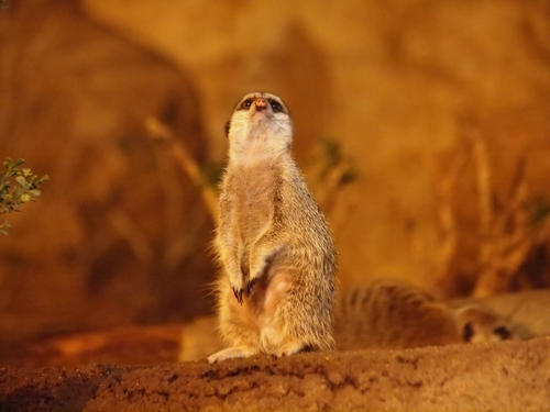Meerkat #5