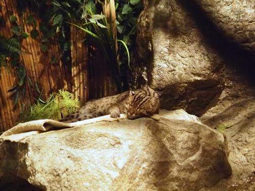 Clouded leopard