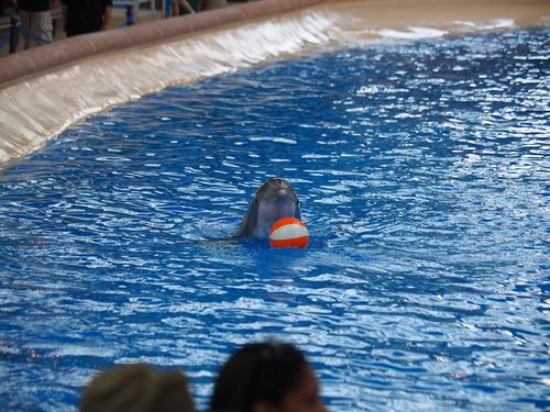 Dolphin show #2