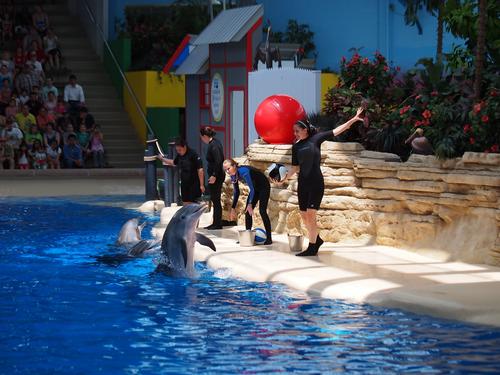 Dolphin show #4
