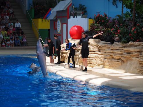 Dolphin show #5