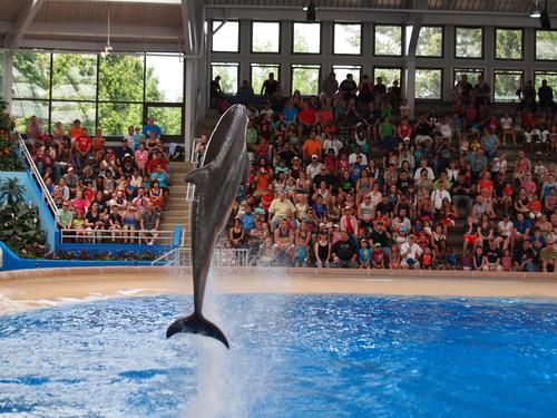 Dolphin show #7