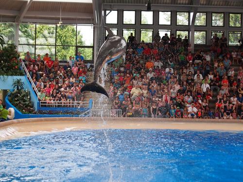 Dolphin show #8