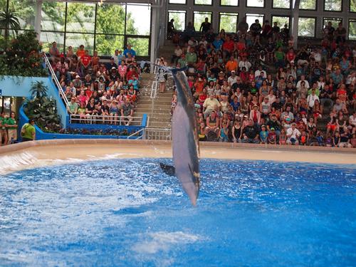 Dolphin show #10