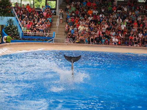 Dolphin show #11