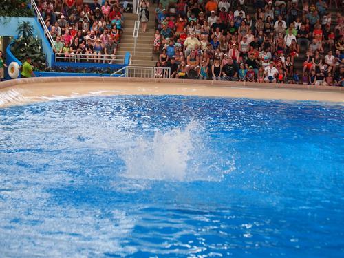 Dolphin show #12