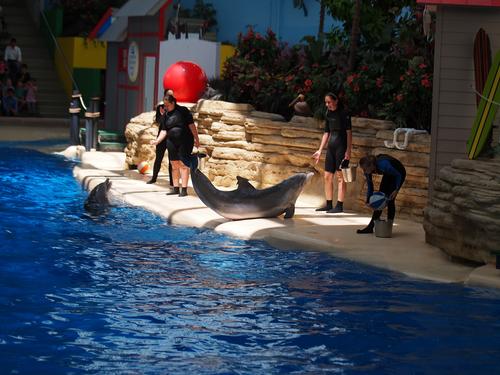 Dolphin show #13