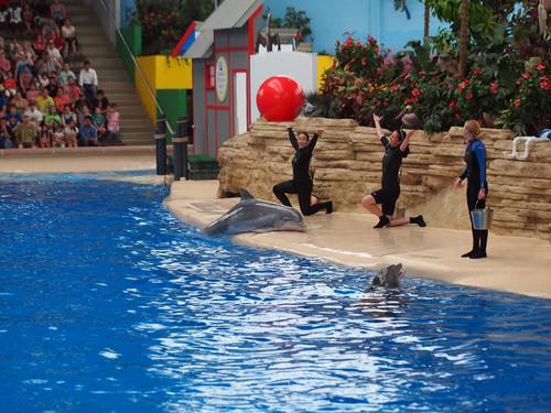 Dolphin show #15