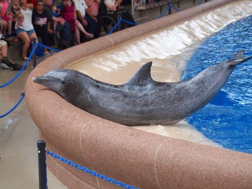 Dolphin show #16