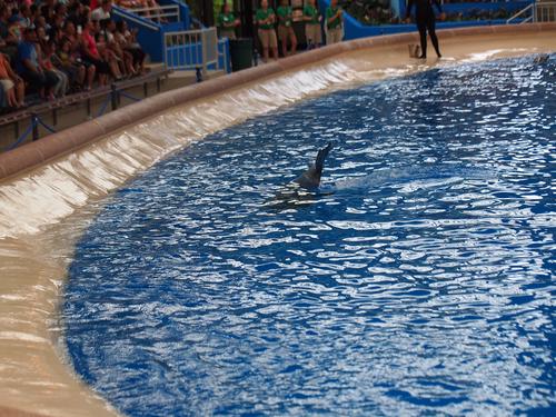 Dolphin show #18