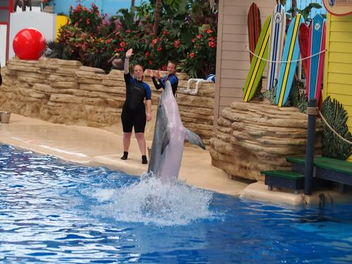 Dolphin show #22