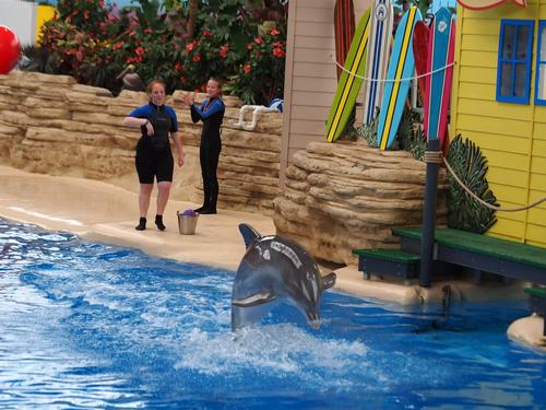 Dolphin show #23