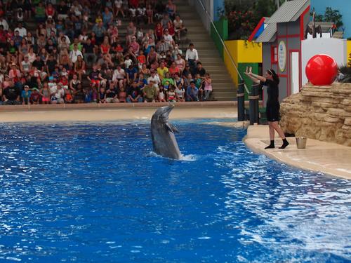 Dolphin show #24
