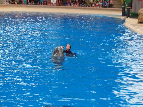 Dolphin show #28