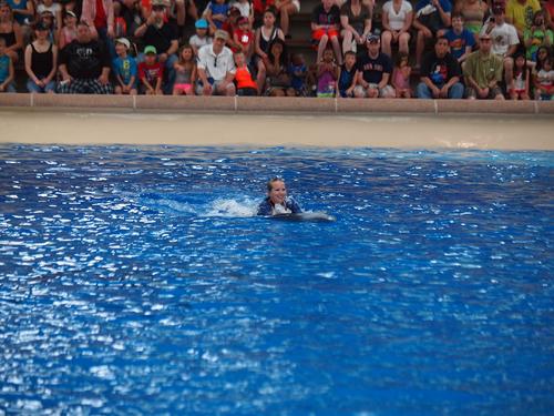 Dolphin show #29