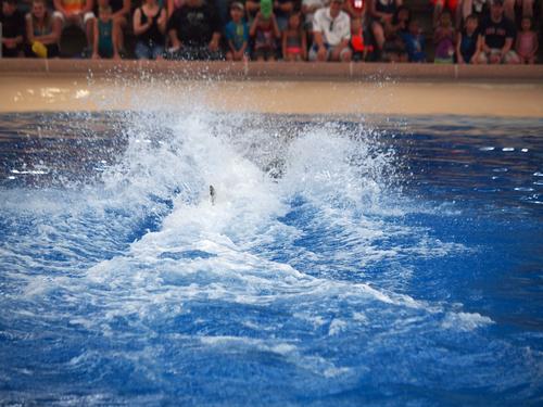Dolphin show #31