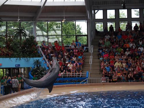 Dolphin show #32