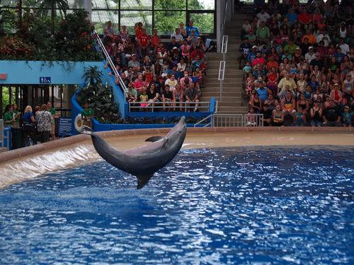 Dolphin show #33