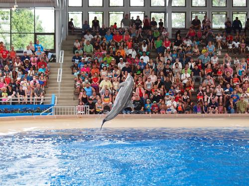 Dolphin show #34