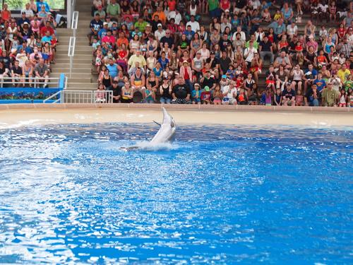 Dolphin show #35