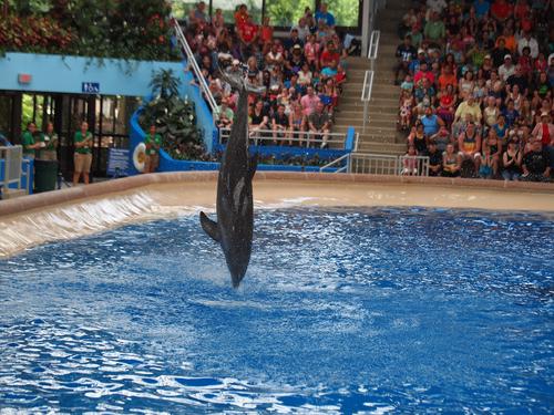 Dolphin show #37