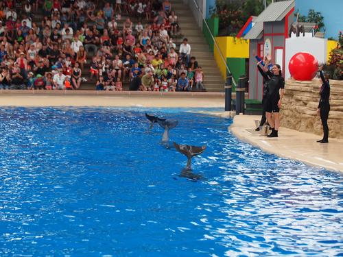 Dolphin show #38