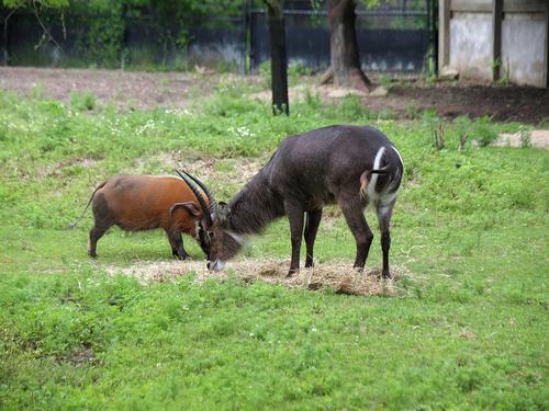 Klipspringer and Red River Hog