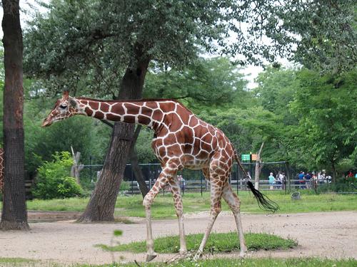 Giraffe #2