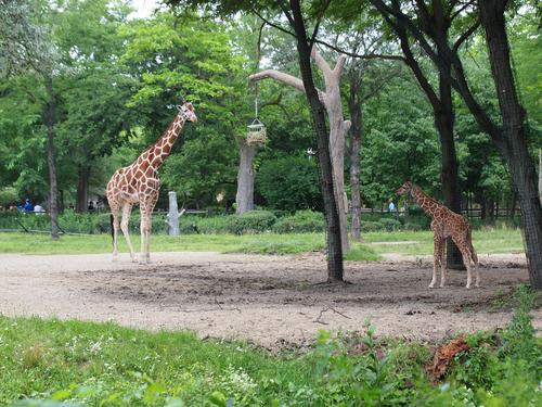 Giraffes #3