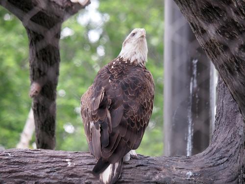 Bald eagle