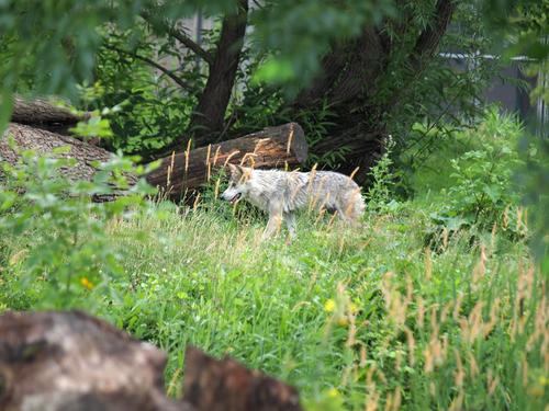 Mexican wolf