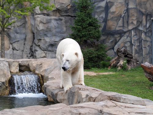 Polar bear #2