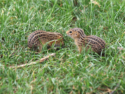 Baby chipmunks